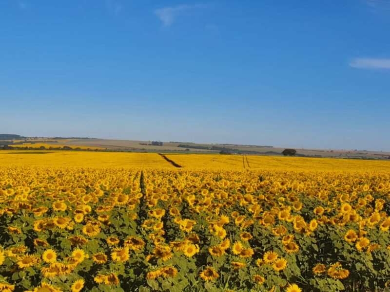 Fazenda de girassois em Ipameri, Goiás